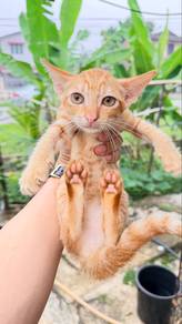 mix breed kitten