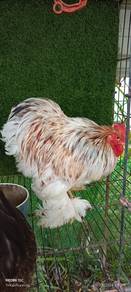 Ayam Pekin Bantam