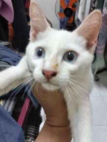 Anak Kucing