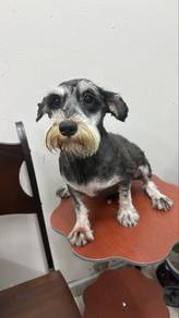 Schnauzer male 10mths old Puppy m1
