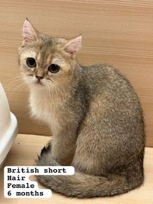 British Short Hair Golden Untuk Dijual !!