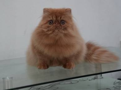 Male pure persian
