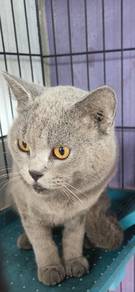 BSH Jantan