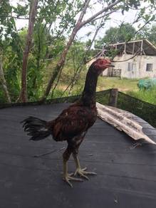 ayam pama iq umur 3 bulan