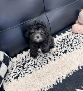 POODLE PUPPIES s149🌻 REHOME Grey boy 🧸