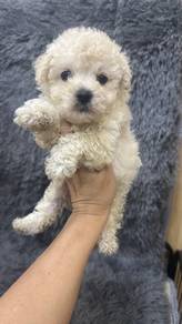 Pure Breed Bichon Frise (1M1F) 纯种标体 比熊犬