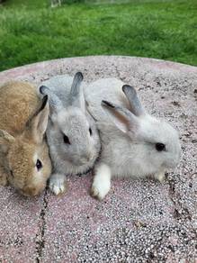 Arnab comel 🐰🐰🐰🐰🐰🐰🐰
