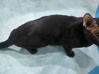 Black Bengal  Adult for Rehome