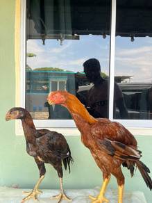Sepasang Ayam Asell Parrot