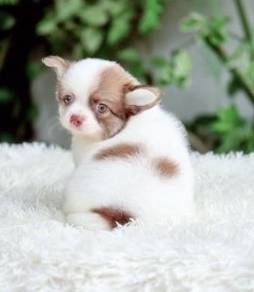 CHIHUAHUA PUPPIES CH247🌷 Head Apple Boy