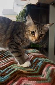 Kitten female tabby