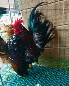 ayam serama 