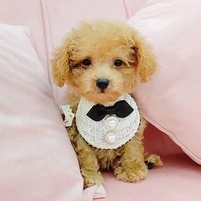 Toy Poodle