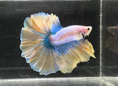 Thailand betta (Rosetail)