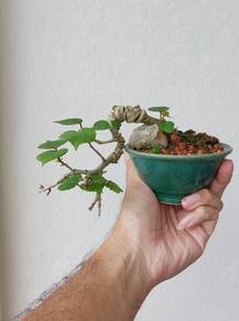 Mini Bonsai Sea Hibiscus