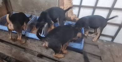 dog For Adoption 