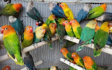 Burung lovebird fischer #burungnuricinta