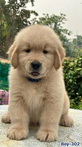 Golden Retriever Puppy - Male - GP02