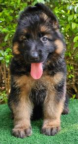 GERMAN SHEPHERD PUPPIES GSD153 🐻 Good structure