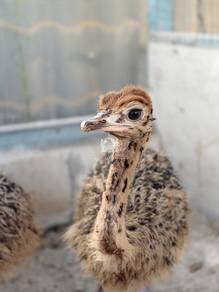 Burung Unta