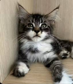 Mainecoon kitten
