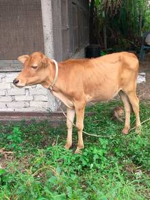 Anak lembu betina