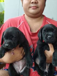 Labrador Puppy 001