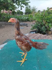 Anak Ayam Batang Kaki