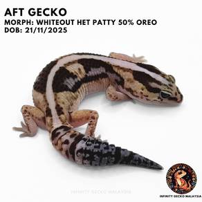 AFT African Fat Tailed Gecko Malaysia Whiteout Jb