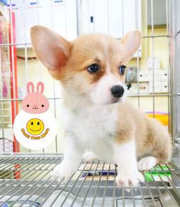 HHRG-68600 Welsh Corgi bi color haired puppy