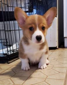 Tiny Corgi Short Leg puppy Dog
