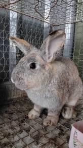 Rabbit