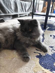 Adoption Persian kitten 8 months old