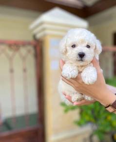 maltipoo white color