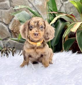 MINIATURE DACHSHUND Puppies D56 🐻 Good-looking M