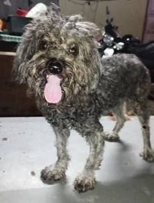 poodle