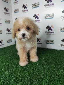 Super cute toy poodle parti color