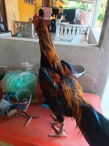 ayam baka baik