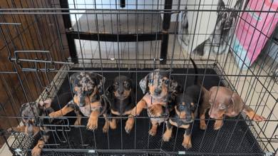 Dachshund puppies.