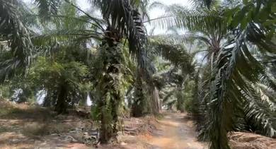 Agricultural Land in Tangkak, JHR