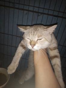 Kucing baka bsh