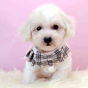 Maltipoo