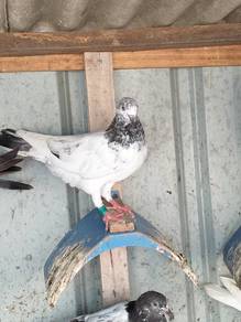 burung merpati hiflyer anak muda 