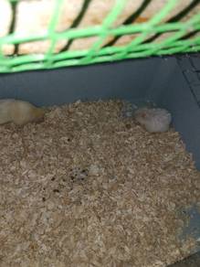 hamster big bone 
