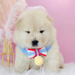 Chow Chow
