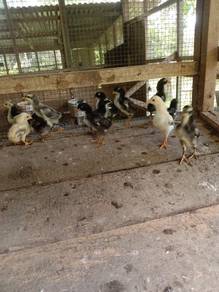 Ayam Baik
