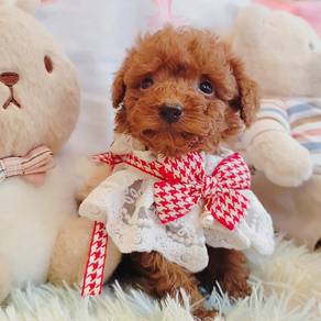 Toy Poodle