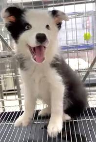 Border collie cute special marking