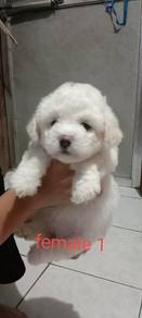 Maltipoo 3