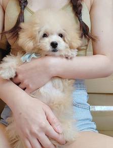 Maltipoo